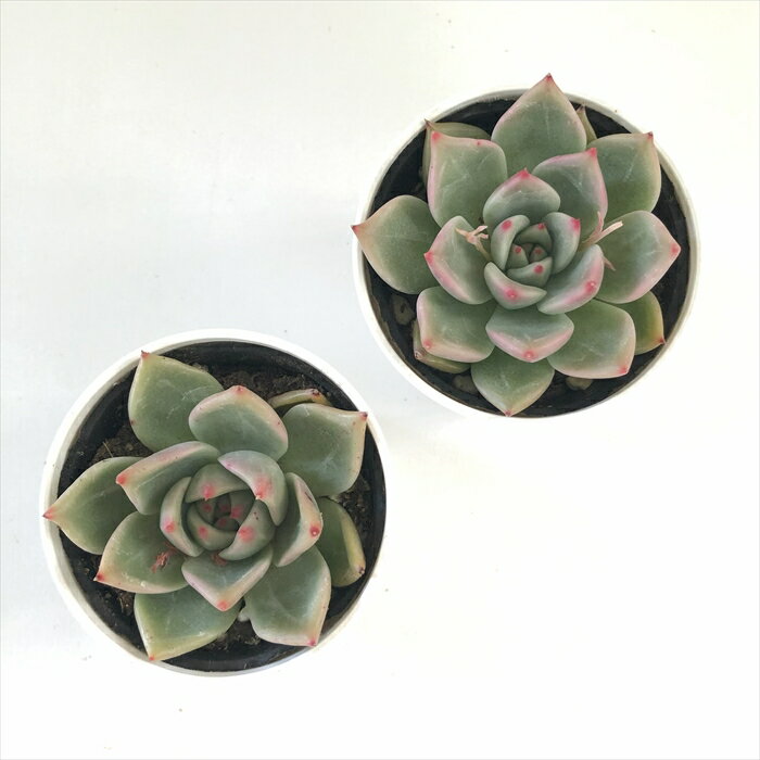 多肉植物 hxエケベリア チワワエンシスイエコラ×ロメオ 多肉植物 エケベリア 6cmポット