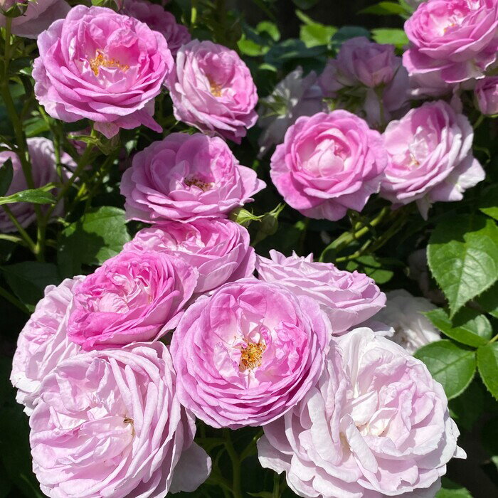 予約販売 バラ苗 バラ大苗 コルデス リラトロプフェン 品種登録出願中 薔薇 ばら 送料無料 京成バラ園 ..