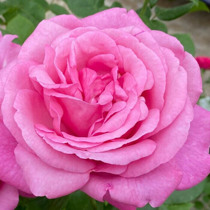 予約販売 バラ苗 バラ大苗 タンタウ ディジリ— 品種登録出願中 薔薇 ばら 送料無料 京成バラ園 大苗 ピ..