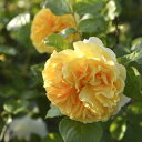 予約販売 バラ苗 バラ大苗 ロサ オリエンティス リヒト 品種登録出願中 四季咲き 薔薇 ばら 送料無料 黄色 hao 12月中旬以降発送