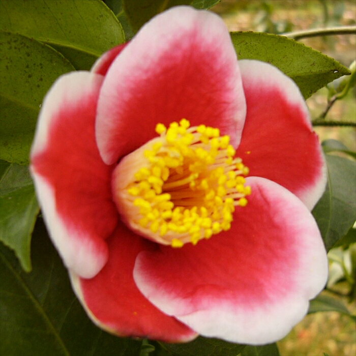 特徴 ツバキ科ツバキ属の常緑高木。 日本を代表する花木です。 光沢のある濃い緑の葉が特徴。 花色、花形、葉の形など、いろいろな品種が栽培されています。 開花時期は11月〜12月、2月〜4月。（品種により異なります） 挿し木苗となります。 開花見込の3年生充実株のお届けです。 管理方法 【置き場所・日当たり】 耐寒性・耐暑性に強いため日陰でも育ちます。 土壌を選びませんが、水はけのよい土を好みます。 春の開花後、お花を楽しんだ後に植え付けます。 【水やり】 4月から9月までは十分に与えて下さい。 特に、根の張りが遅くなる鉢植えは、乾燥によるダメージが大きいため、土の表面が乾いたらたっぷり水やりをしてください。 【肥料】 冬に有機質肥料または緩効性の化成肥料を寒肥として施してください。 秋にも置き肥をしておくとつぼみが充実します。 アルカリ性の肥料は葉が黄色く弱るため、施さないようにしてください。 サイズ・その他 12cmポット 1ポット ※写真はお届けイメージです。 ※適切な高さにカットして発送する事がございます。 ※若苗のため蕾の無い状態でお届けする事がございます。 ※樹形・大きさには個体差がございますのでご了承の上お買い上げください。 注意点 ※ご予約苗につきましては、植物のため生育不良等の理由で商品の準備ができない場合がございます。 ※発送時期が異なる商品とは同梱できません。 ※各商品ページに記載の発送時期をご確認の上ご注文下さい。　