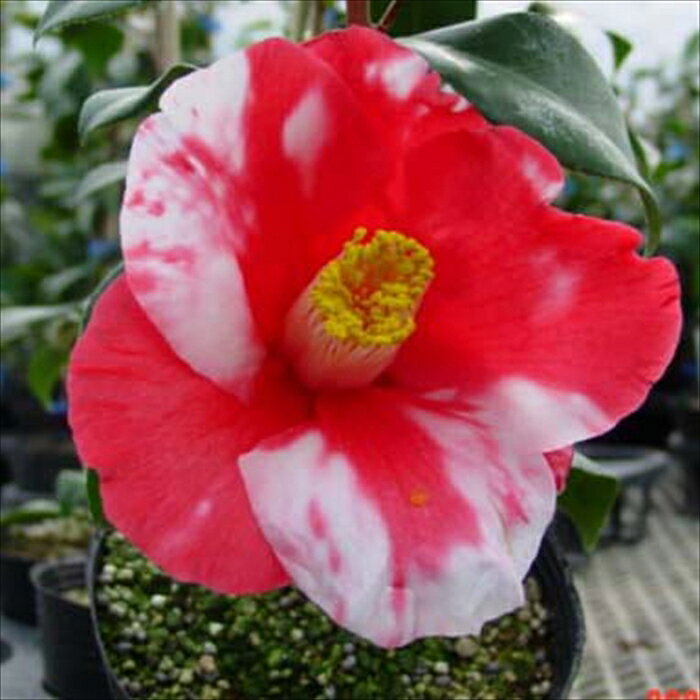 予約販売 一重咲き椿 義司 12cmポット 開花予定株 つばき ツバキ 生け花 切り花 庭木 花木 aks 11月下旬以降発送