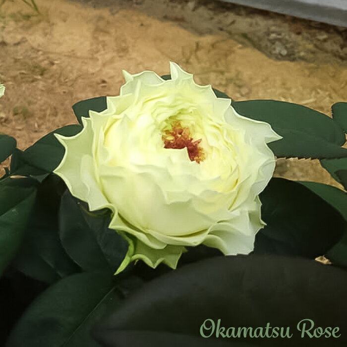 予約販売 バラ苗 バラ大苗 雪だるま 契約品種 薔薇 ばら 送料無料 国産苗 岡松ローズ オリジナル品種 2wayローズ oko 12月中旬以降発送のサムネイル