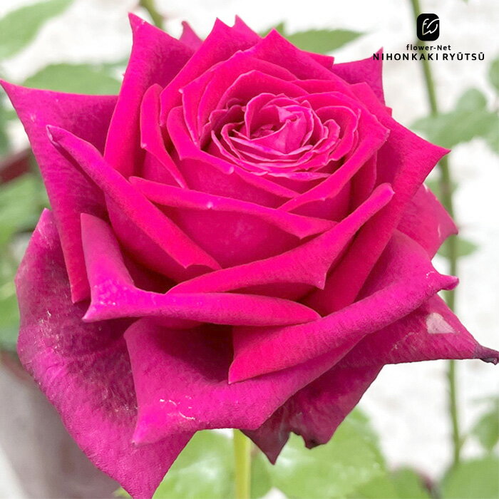 予約販売 バラ苗 バラ大苗 京阪園芸 アーティスト 契約品種 四季咲き 薔薇 ばら 送料無料 赤色 kho 2月..