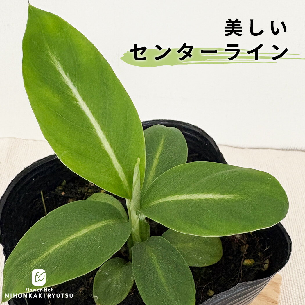 楽天市場】ハイドランジア ゼブラの通販