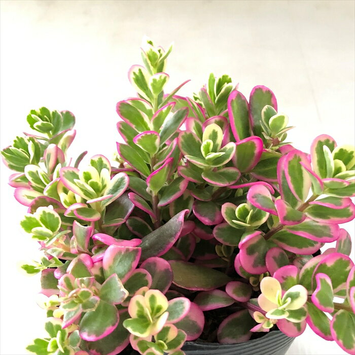 多肉植物 斑入りポーチュラカ 華ミステリア ハナミステリア 多肉植物 10.5cmポットのサムネイル