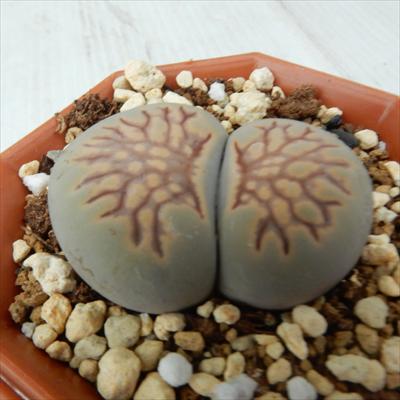多肉植物 asリトープス 菊章玉 多肉植物 リトープス メセン 6cmポットのサムネイル