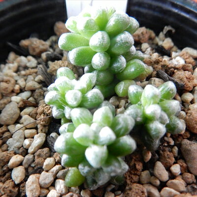 多肉植物 hmアナカンプセロス バエケセイ 多肉植物 アナカンプセロス 6cmポットのサムネイル