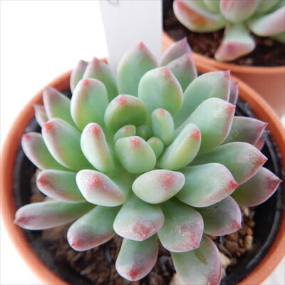 多肉植物 hmセデベリア ブルーエルフ 多肉植物 エケベリア 6cmポットのサムネイル