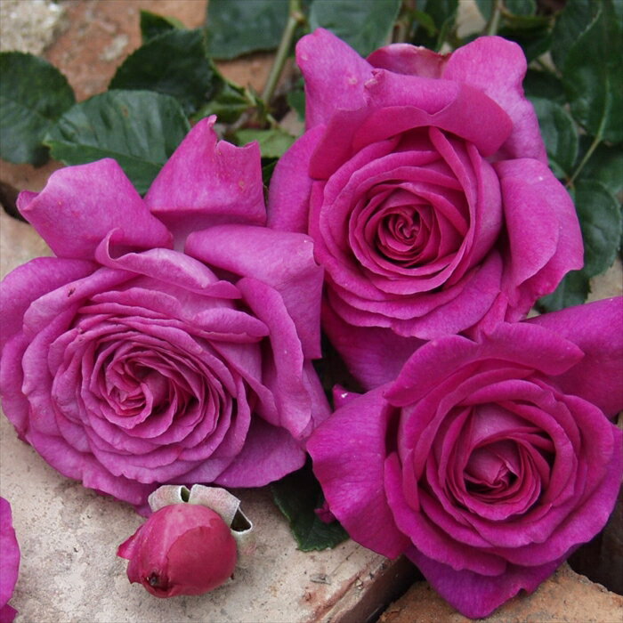 予約販売 バラ 苗 バラ 新苗 デルバール シャルトルーズドゥパルム 四季咲き 薔薇 ばら 送料無料 紫 ha..