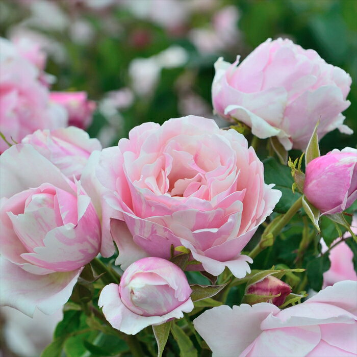 予約販売 バラ 苗 バラ 新苗 デルバール ビエドゥー 登録品種 四季咲き 薔薇 ばら 送料無料 ピンク has..