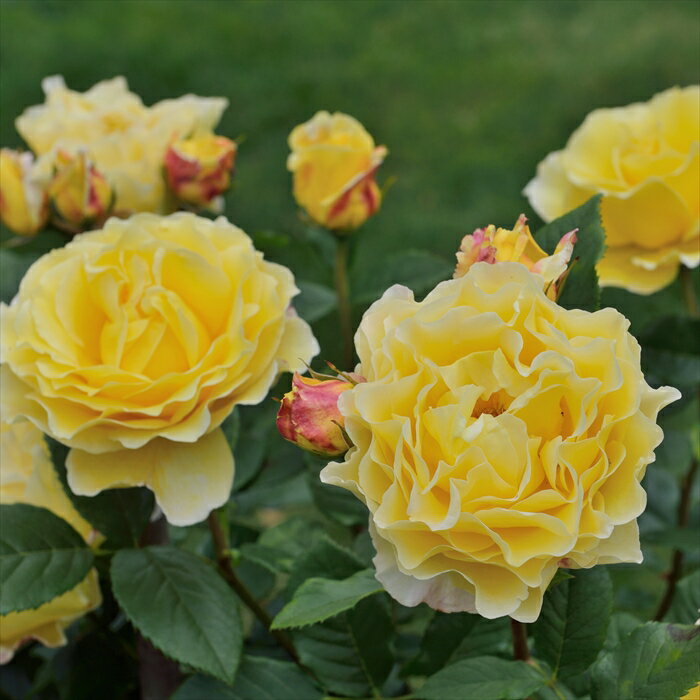 予約販売 バラ 苗 バラ 新苗 デルバール フランスアンフォ 登録品種 四季咲き 薔薇 ばら 送料無料 黄色..