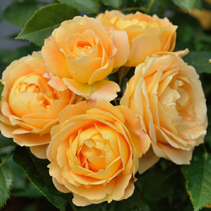 予約販売 バラ苗 バラ新苗 デルバール ラ ドルチェ ヴィータ 登録品種 四季咲き 薔薇 ばら 送料無料 黄色 has 5月中旬以降発送のサムネイル