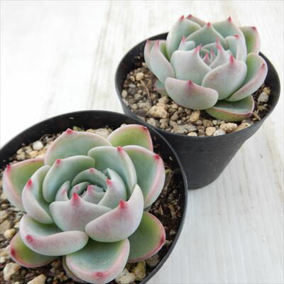 多肉植物 skエケベリア チワワエンシス 多肉植物 7.5cmポット