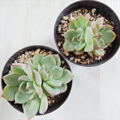 多肉植物 skエケベリア チワワエンシス 多肉植物 7.5cmポット