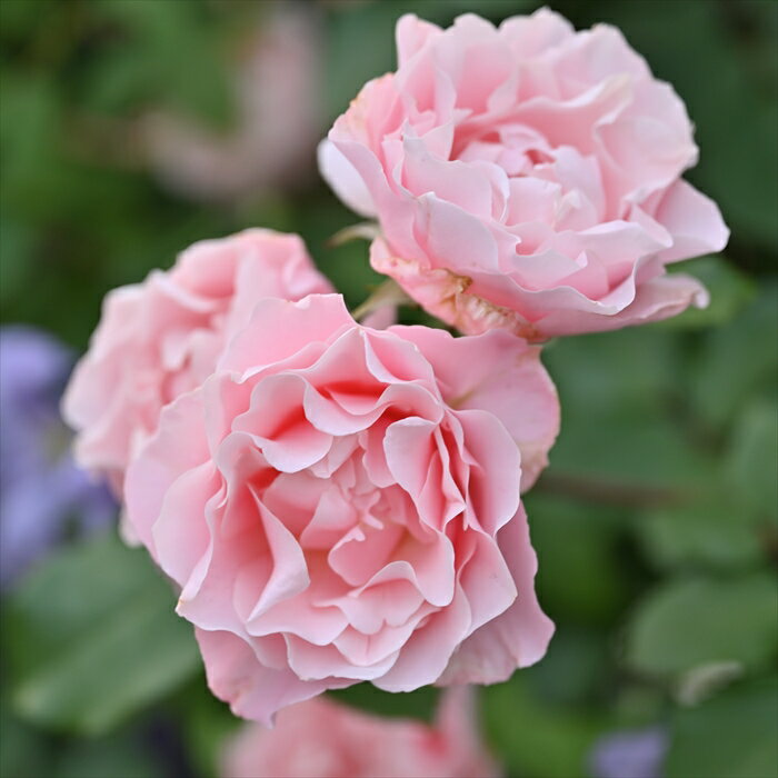 予約販売 バラ苗 バラ新苗 ロサ オリエンティス ダフネ 登録品種 四季咲き 薔薇 ばら 送料無料 ピンク has 4月中旬以降発送のサムネイル