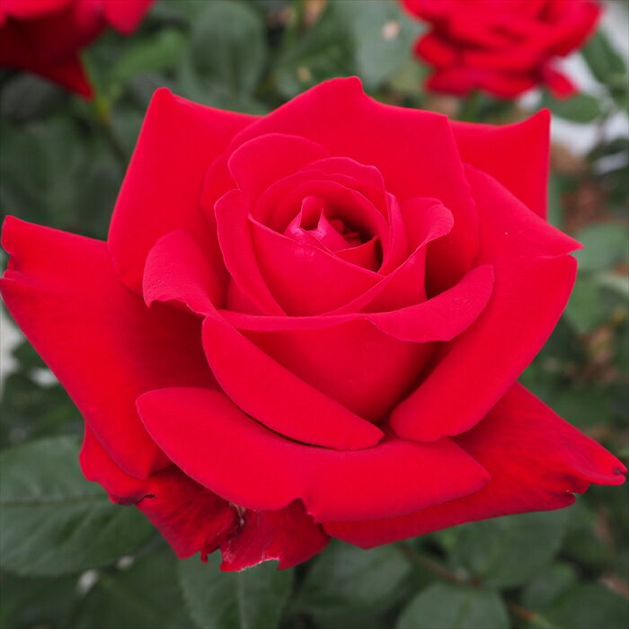 予約販売 バラ 苗 バラ 新苗 大輪 イングリットバーグマン 四季咲き 薔薇 ばら 赤 イングリッドバーグマン tros 4月中旬以降発送のサムネイル