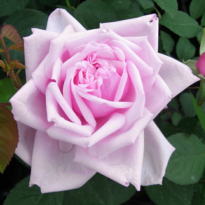 バラ苗 バラ新苗 ラ・フランス 四季咲き 大輪 薔薇 ばら ピンク ラフランス trosのサムネイル