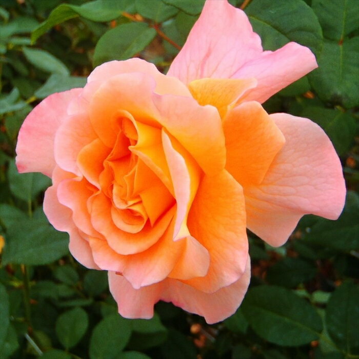 予約販売 バラ苗 バラ新苗 アウグスタルイーゼ 四季咲き 大輪 薔薇 ばら ピンク tros 4月中旬以降発送のサムネイル