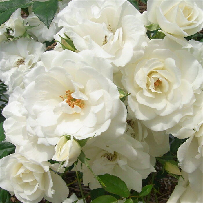 予約販売 バラ 苗 バラ 新苗 中輪 アイスバーグ 四季咲き 薔薇 ばら 白 tros 4月中旬以降発送