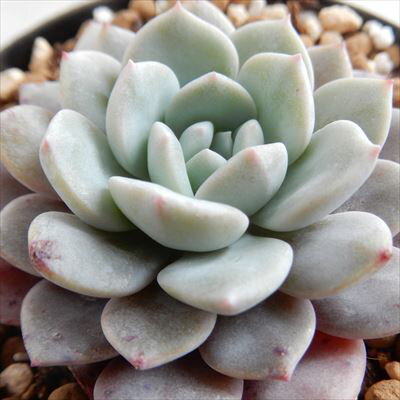 多肉植物 swkエケベリア ラピーネ（ラウイ×ピンウィール）多肉植物 エアーマジック 韓国苗 エケベリア 7.5cmポットのサムネイル