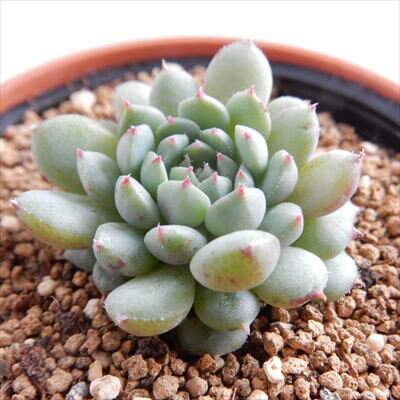 多肉植物 hmエケベリア デリービーン（グロブローサ×ルンデリー）多肉植物 エアーマジック 韓国苗 エケベリア 6cmポットのサムネイル