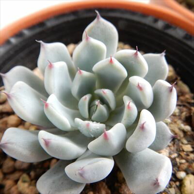 多肉植物 hmエケベリア 黒爪ザラゴーサ 多肉植物 エケベリア 6cmポットのサムネイル