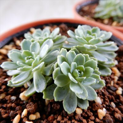 多肉植物 hmセダム ローズセダム ロディオラ パキクラドス バライワレンゲ 多肉植物 セダム 6cmポットのサムネイル