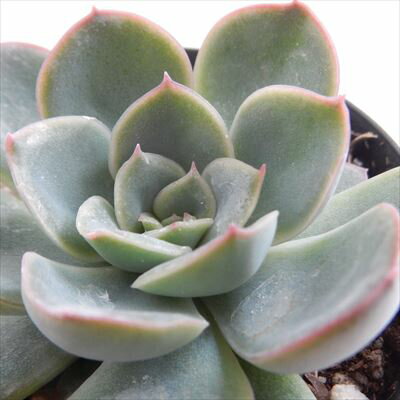 多肉植物 skエケベリア 白雪姫 多肉植物 エケベリア 7.5cmポットのサムネイル