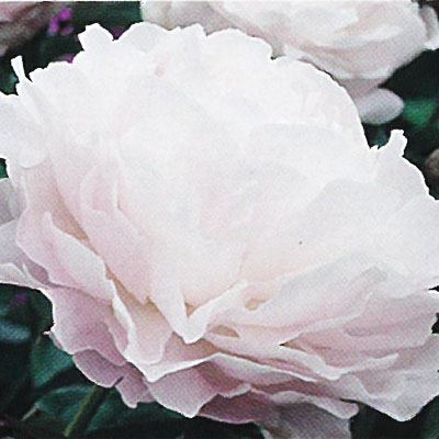 宿根草の咲く庭 西洋芍薬 ムーンストーン 宿根草苗 12cmポット ガーデニング 多年草のサムネイル
