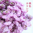 観葉植物 お部屋でかんたん 桃色カリシア 3.5号 ロザート カリッシア インテリア 観葉植物 小型 小さい 室内 贈り物 プレゼント インテリア おしゃれ