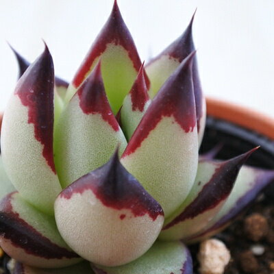 多肉植物 hmエケベリア スーパークローン 多肉植物 エケベリア 6cmポットのサムネイル