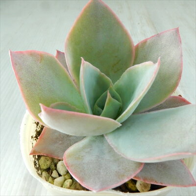 多肉植物 nbエケベリア カンテ 多肉植物 エケベリア 7.5cmポットのサムネイル