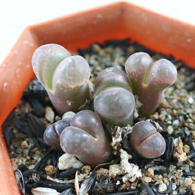 多肉植物 abオフタルモフィルム 風鈴玉 多肉植物 2号ポット メセンのサムネイル