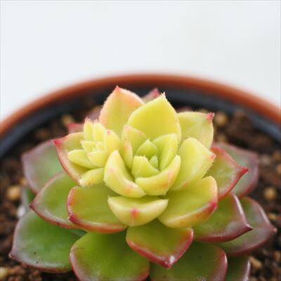 【楽天スーパーセール P5倍】 多肉植物 hmレティジア マジックゴールド 多肉植物 ...