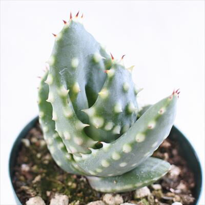 多肉植物 sdアロエ アクレアータ aculeata 阿麗錦 多肉植物 アロエ 6cmポットのサムネイル