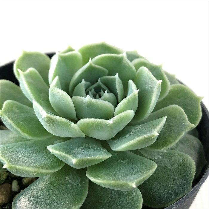 多肉植物 skエケベリア ヒアリナ ヒアリアナ 多肉植物 エケベリア 7.5cmポットのサムネイル