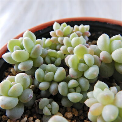多肉植物 hmエケベリア ばらまきポールビーン 多肉植物 ポールビーン エケベリア 6cmポットのサムネイル