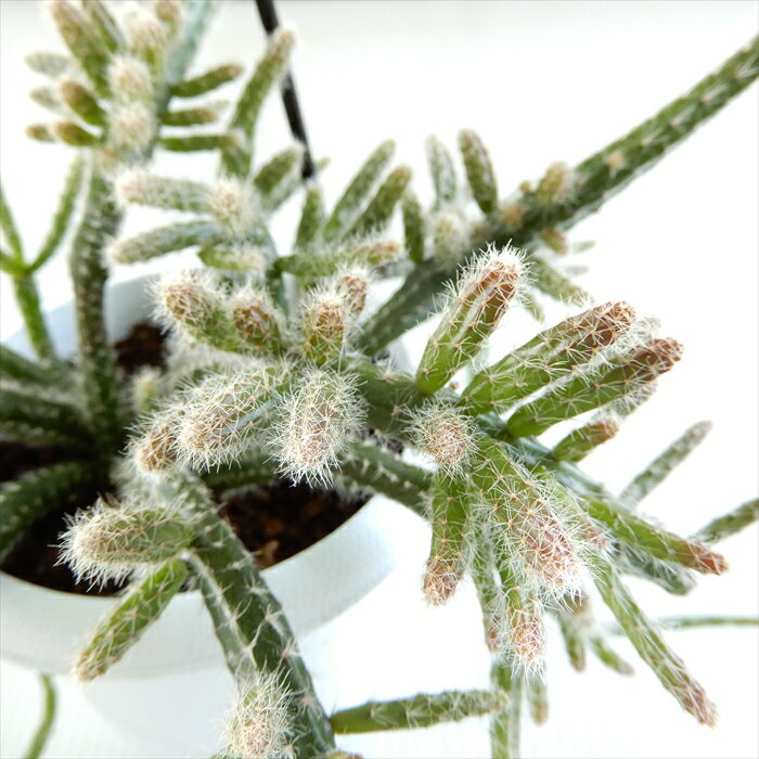 観葉植物 リプサリス ホリダ 3号 吊り鉢 吊り下げ ハンギング 観葉植物 小型 小さい 室内 贈り物 プレゼント インテリア おしゃれのサムネイル