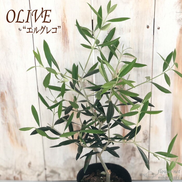 オリーブ 苗 エルグレコ 10.5cmポット 観葉植物 オリーブの木 シンボルツリー 庭木 果樹苗のサムネイル