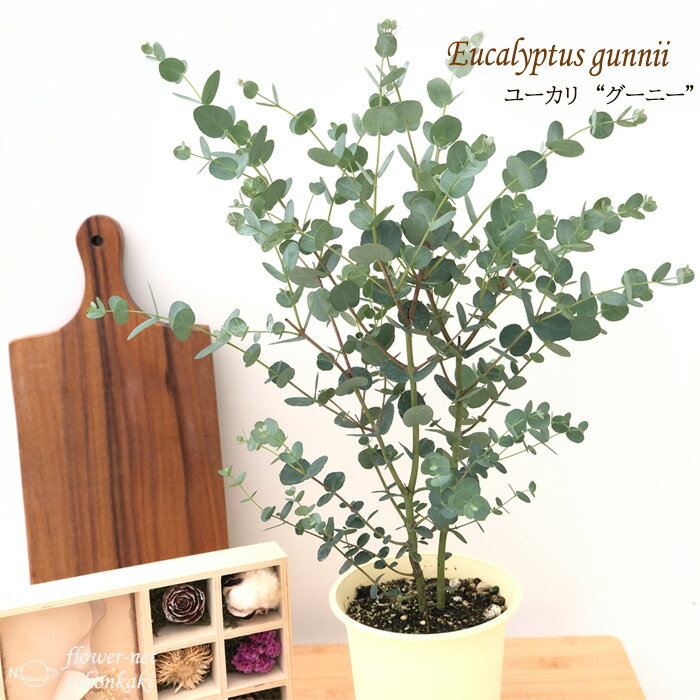 ユーカリ グーニー 4号鉢 グニー 苗 観葉植物 ハーブ 常緑高木 インテリア おしゃれ Herbのサムネイル
