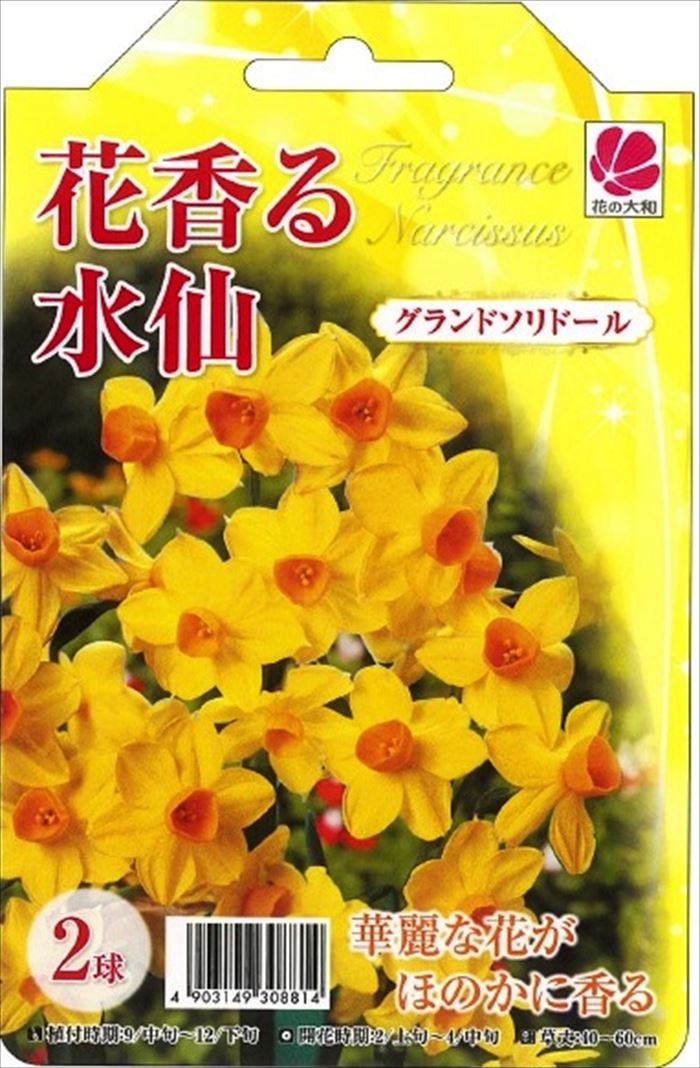 予約販売 花の大和 球根 水仙 花香る水仙 グランドソリドール 2球 hyk 10月下旬以降発送のサムネイル