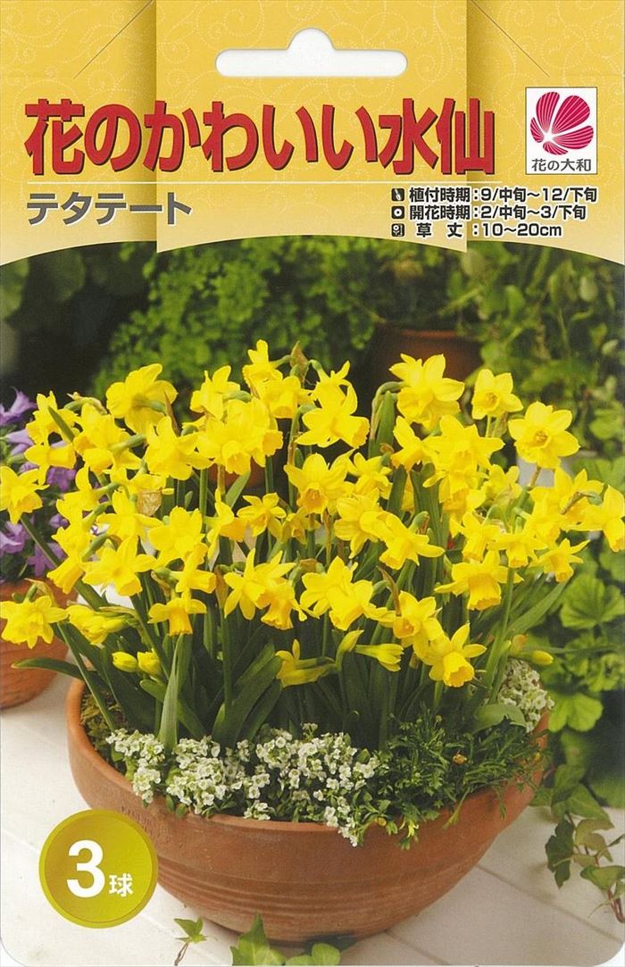 予約販売 花の大和 球根 水仙 花のかわいい水仙 テタテート 3球 hyk 10月中旬以降発送のサムネイル