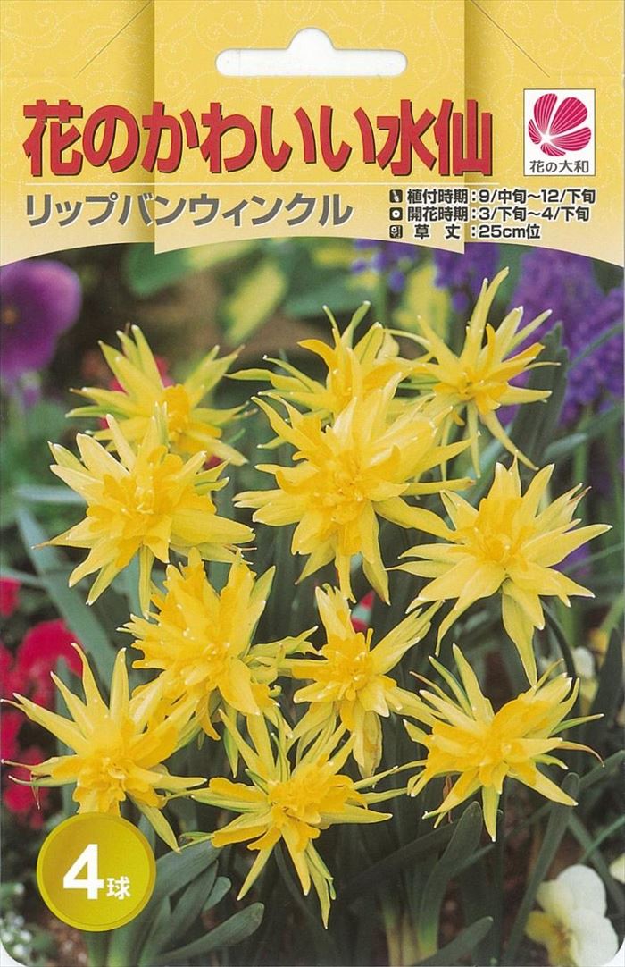 花の大和 球根 水仙 花のかわいい水仙 リップバンウィンクル 4球 hykのサムネイル