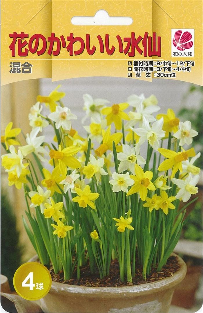 予約販売 花の大和 球根 水仙 花のかわいい水仙 混合 4球 hyk 10月中旬以降発送のサムネイル