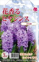 予約販売 花の大和 球根 花香るヒヤシンス 青花種 3球 hyk 10月中旬以降発送