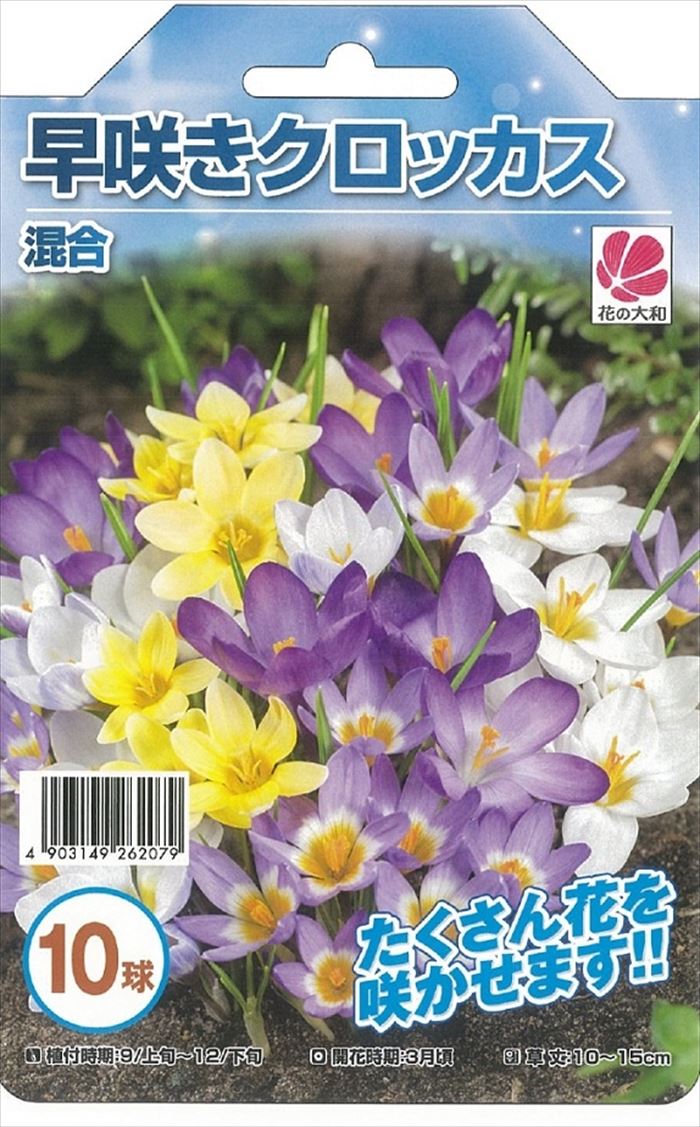 クロッカスの育て方 水栽培の手順や上手な増やし方のポイントを解説 Botanica