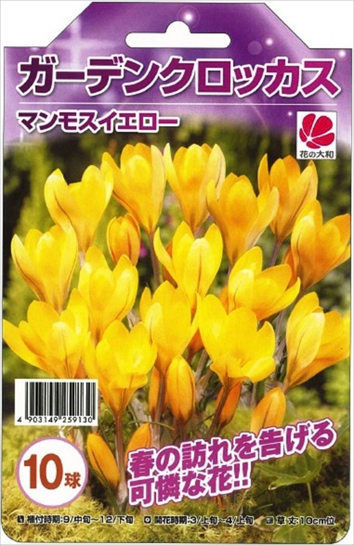 花の大和 球根 ガーデンクロッカス マンモスイエロー 10球のサムネイル