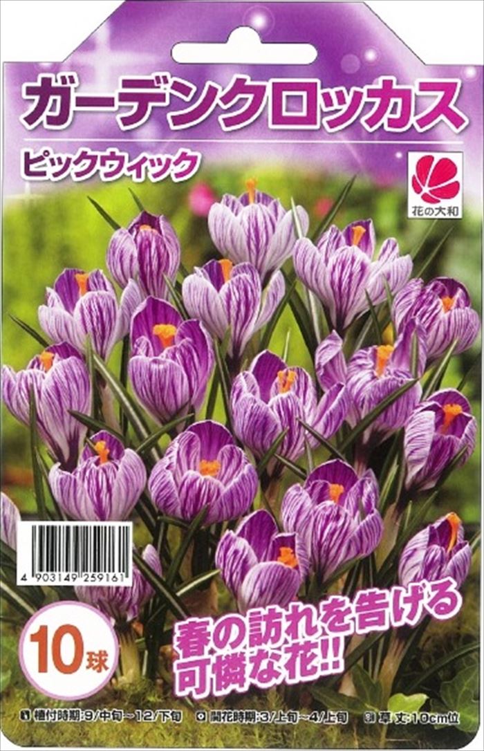 花の大和 球根 ガーデンクロッカス ピックウィック 10球 hykのサムネイル