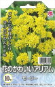 予約販売 花の大和 球根 花のかわいいアリアム モーリー 10球 hyk 10月中旬以降発送